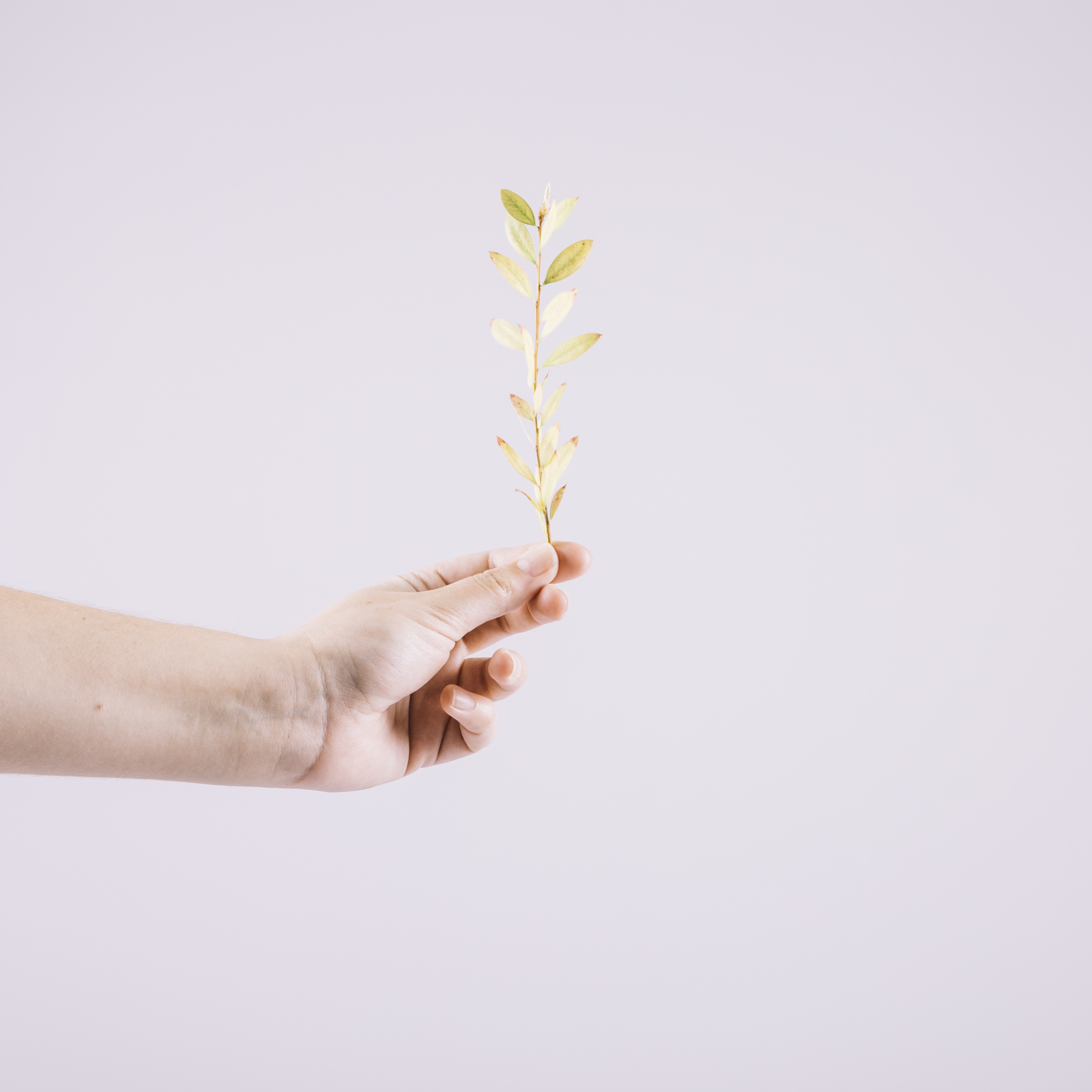 Selcorrectスクールとは